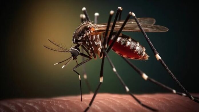 dengue