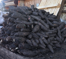 Yuca