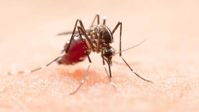 mosquito-focus-0-0-896-504