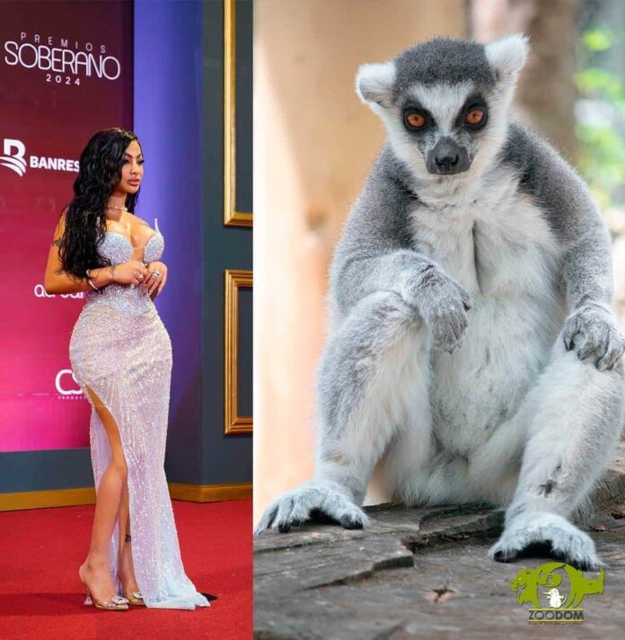 ycomoelzooberanolomerecepueshoytenemosmasde10ennuestraseleccionse-gui-mosespecies-cotorradekrammer-psittaculakrameriemudromaiusnovaehollandiaetigredebengalapantheratigristigris-8